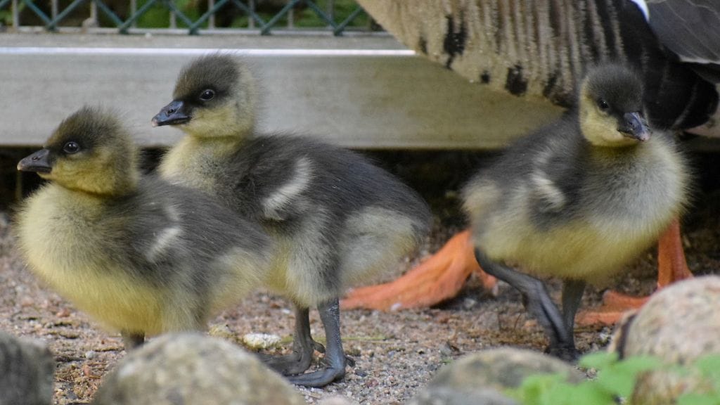 Ähtärin eläinpuistossa iloitaan pienistä kiljuhanhen poikasista.