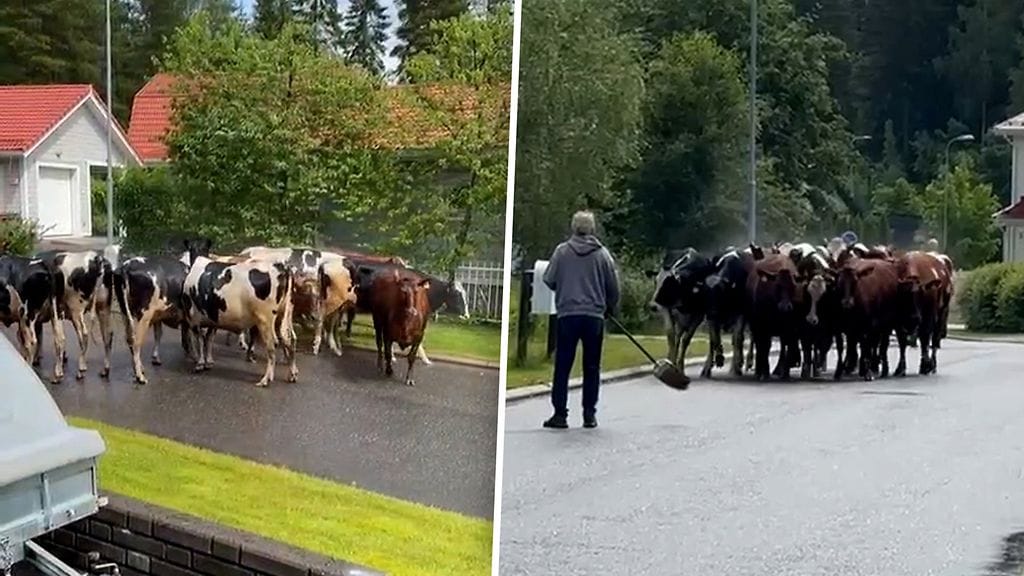 2806-lehmathyvinkaalla