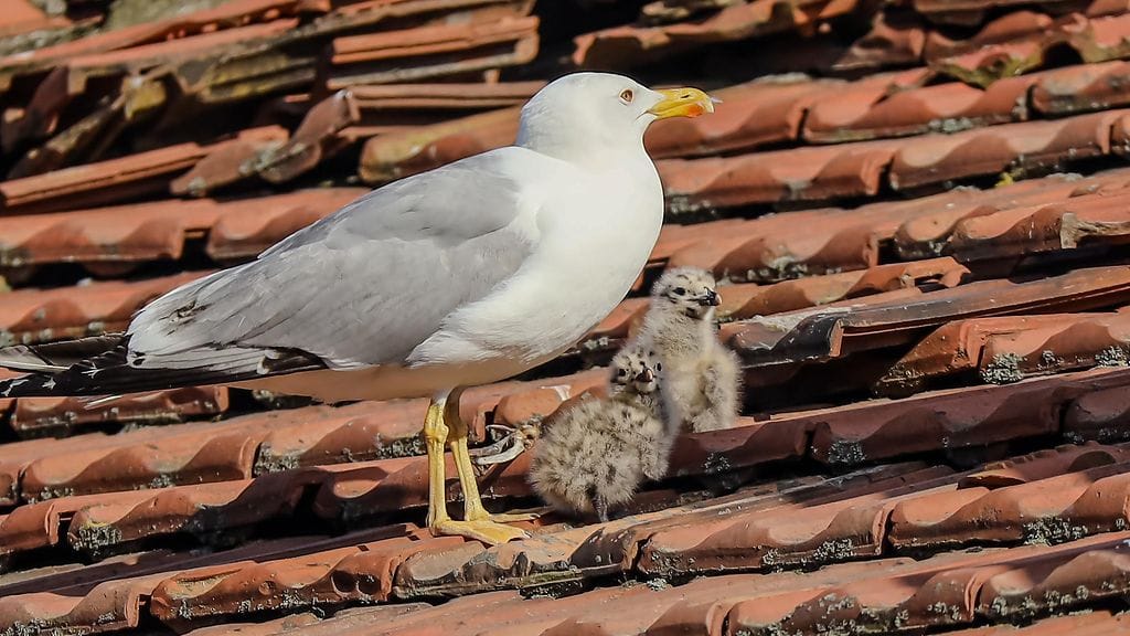 shutterstock_2628032523