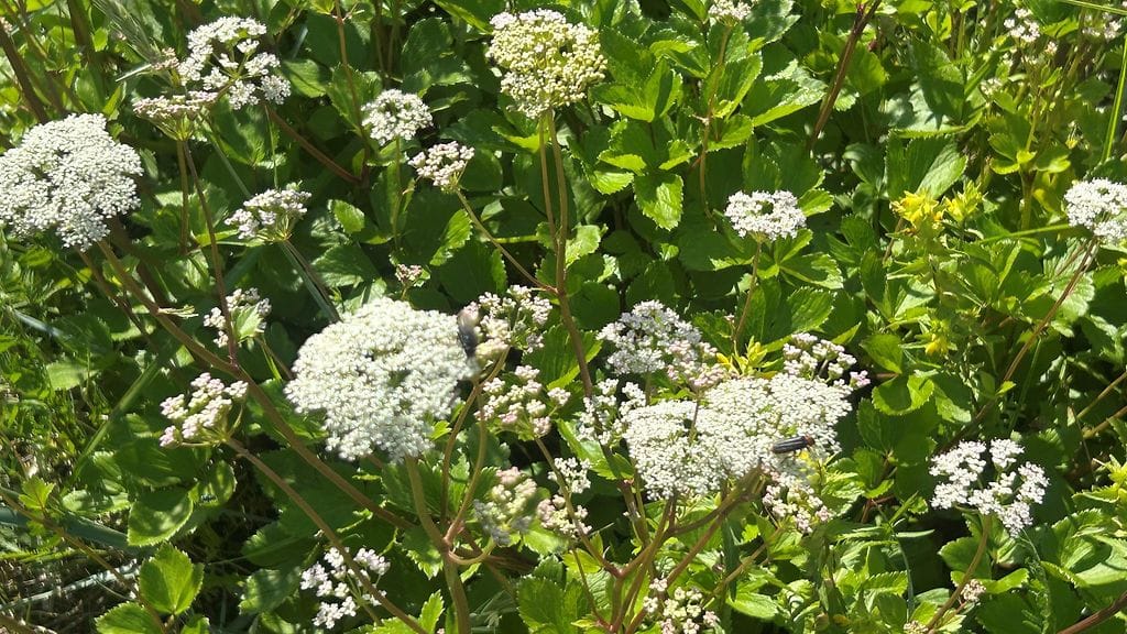 Meri, ranta, kasvit, rantaputki