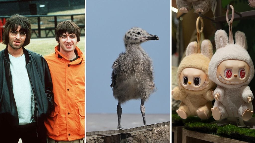 Oasiksen kauan odotettu paluukiertue käynnistyy viimein. Suomessa taas lokinpoikaset herättävät ihmisten sympatiaa ja himoitut Labubut tulivat myyntiin Helsingissä.