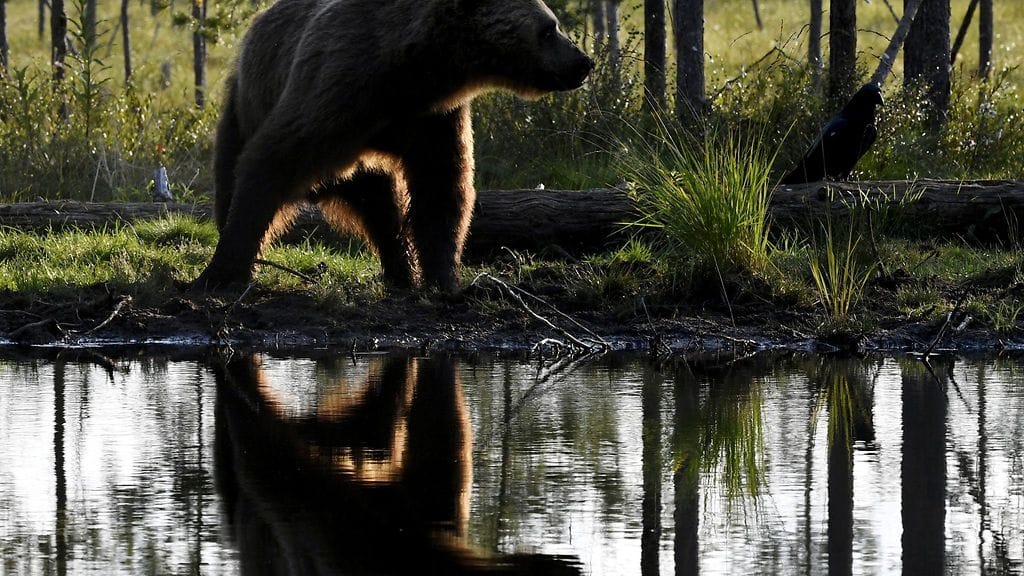 Karhu (Ursus arctos) Suomen ja Venäjän välisellä rajavyöhykkeellä Kuhmon erämaassa 16. elokuuta 2022. Kuvituskuva.