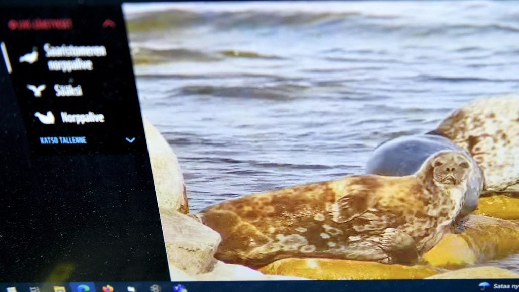 Itämerennorppakanta on kasvanut ihmistoimien ansiosta.