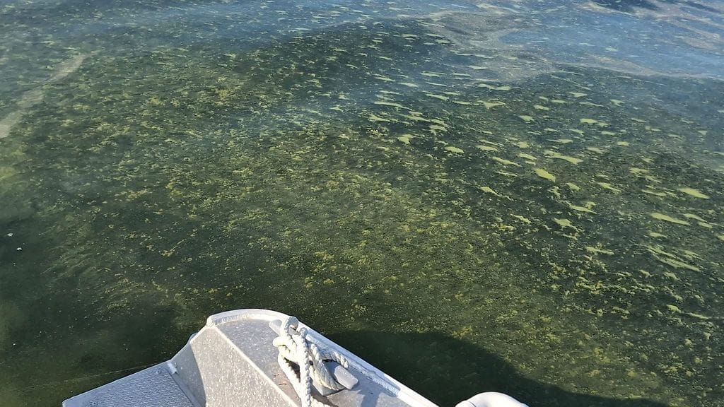 Sinilevää Suomenlahdella