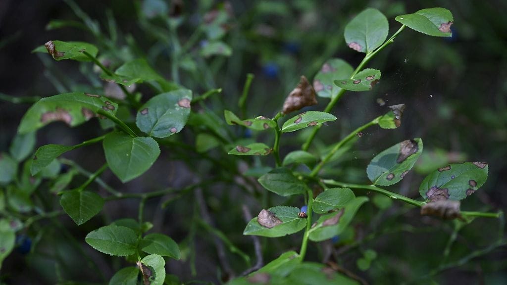 LK mustikanlaikkupikari