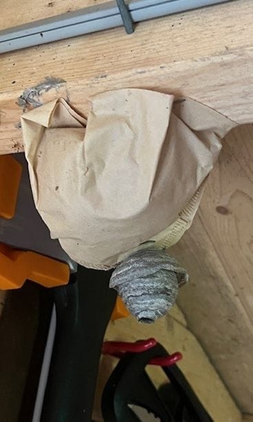 merjan ampiaiskarkotin