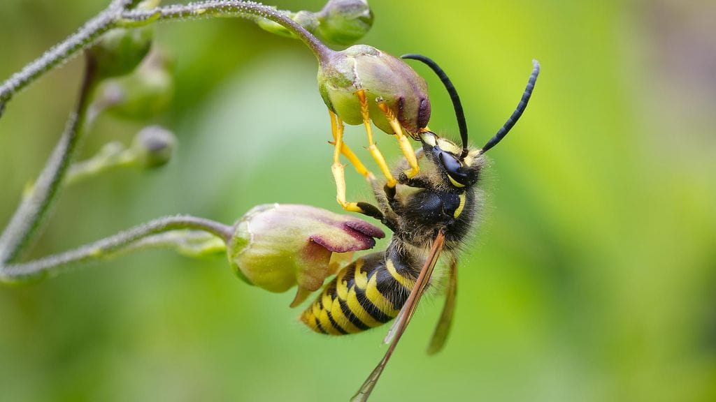 Häiritsevä ampiaispesä kannattaa hävittää mieluiten alkukesästä. Kuvituskuva.