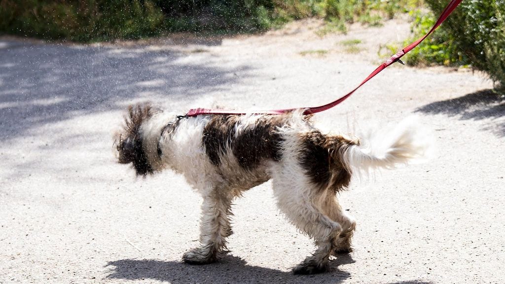 Helteelle ei näy loppua.