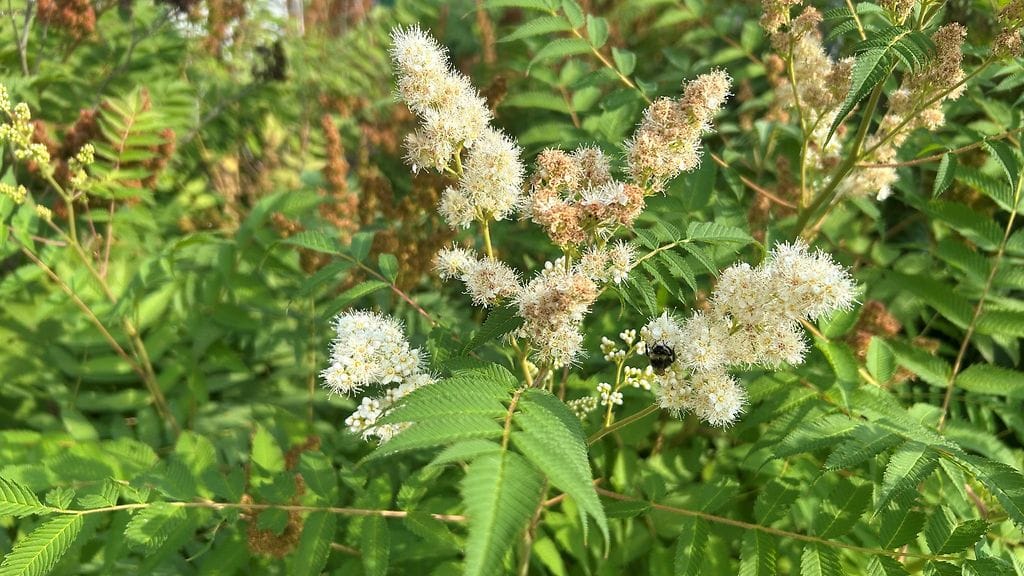 Viitapihlaja-angervo