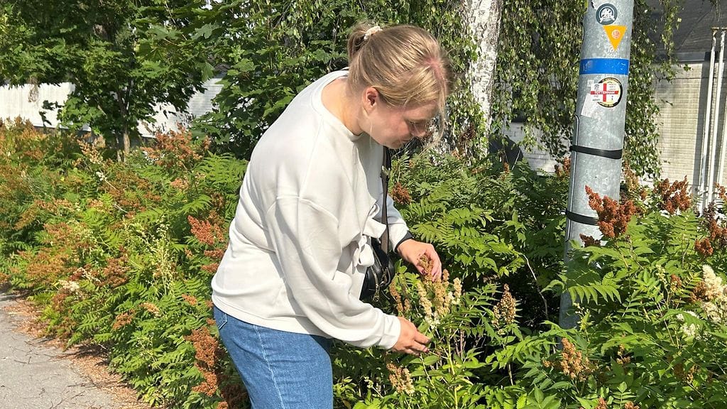 Ella Ahti, viitapihlaja-angervo