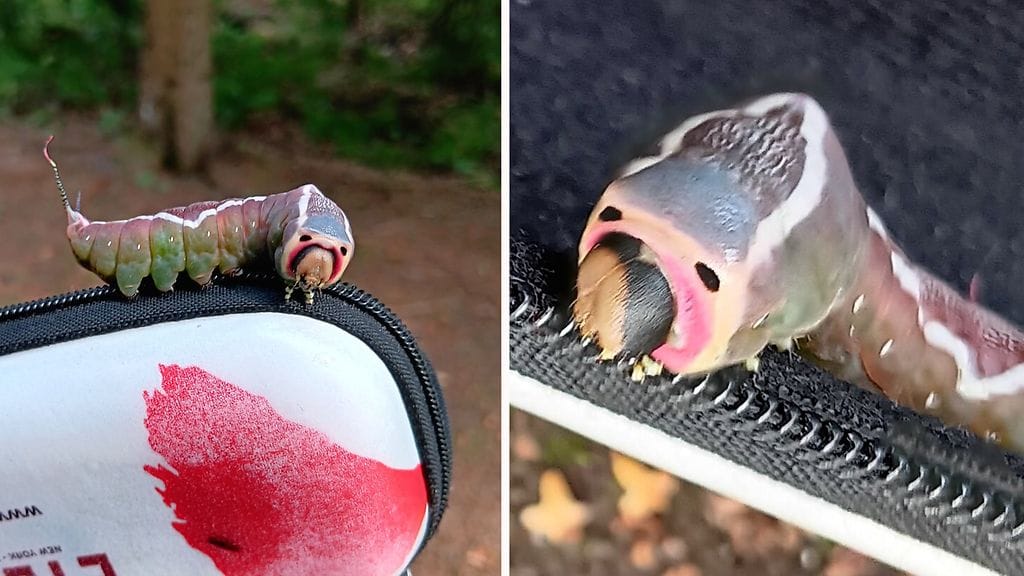 0408 Isohangokas, lukijan kuvia