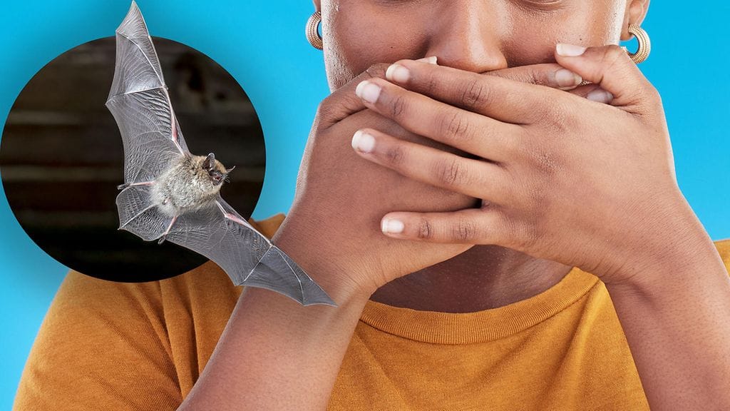 Lepakko lensi naisen suuhun USA:ssa. Kuvituskuva.