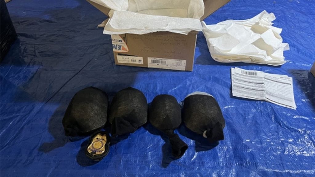 Yhdysvaltain oikeusministeriön julkaisema kuva takavarikoiduista itäisistä laatikkokilpikonnista, jotka oli kääritty sukkiin.