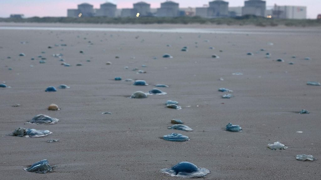 Dunkerquen lähellä Gravelinesissä sijaitseva voimala joutui tiistaina sulkemaan neljä 900 megawatin reaktoriaan meduusaparven tukittua jäähdytyspumput.