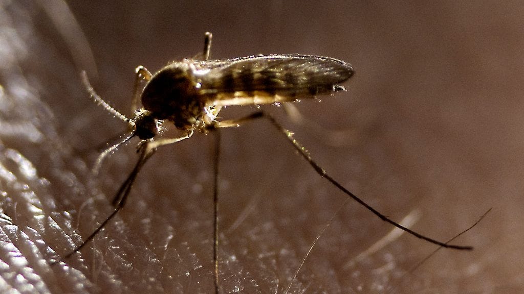 Euroopassa on tehty uusia ennätyksiä Länsi-Niilin viruksen ja chikungunya-virustaudin tartuntamäärissä.