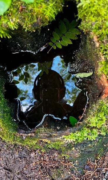 Unkarilainen Georgia Szollosi 3