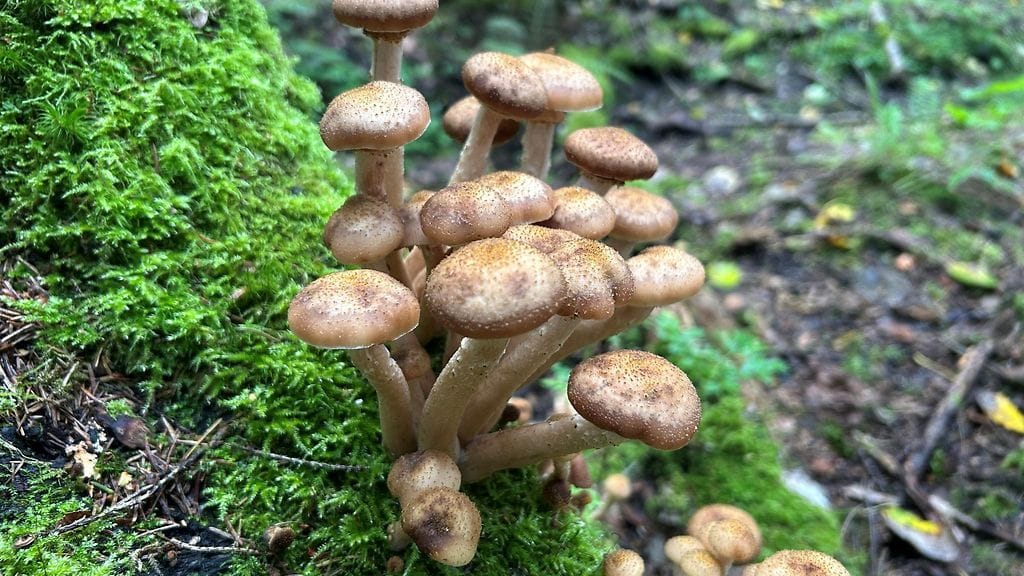 Sienet, pohjanmesisieni