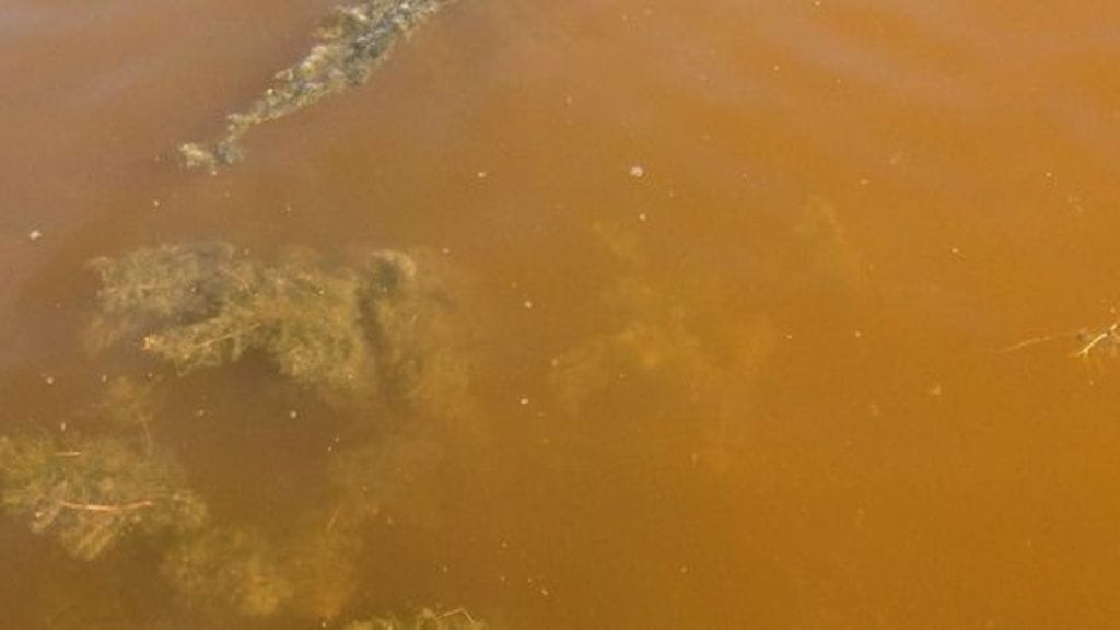 Aleksandrium ostenfeldii -panssarisiimaleviä sisältävä vesi voi päivänvalossa näyttää punertavan ruskealta, kuten tässä Ahvenanmaan vesiltä otetussa kuvassa.