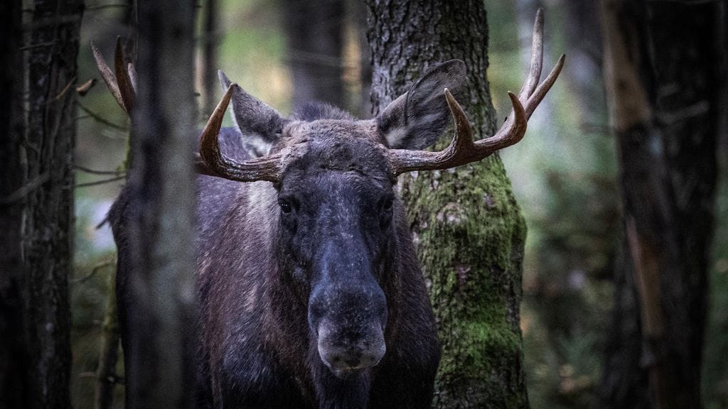 Hämäriin vuorokaudenaikoihin hirviä voi olla vaikeaa havaita.