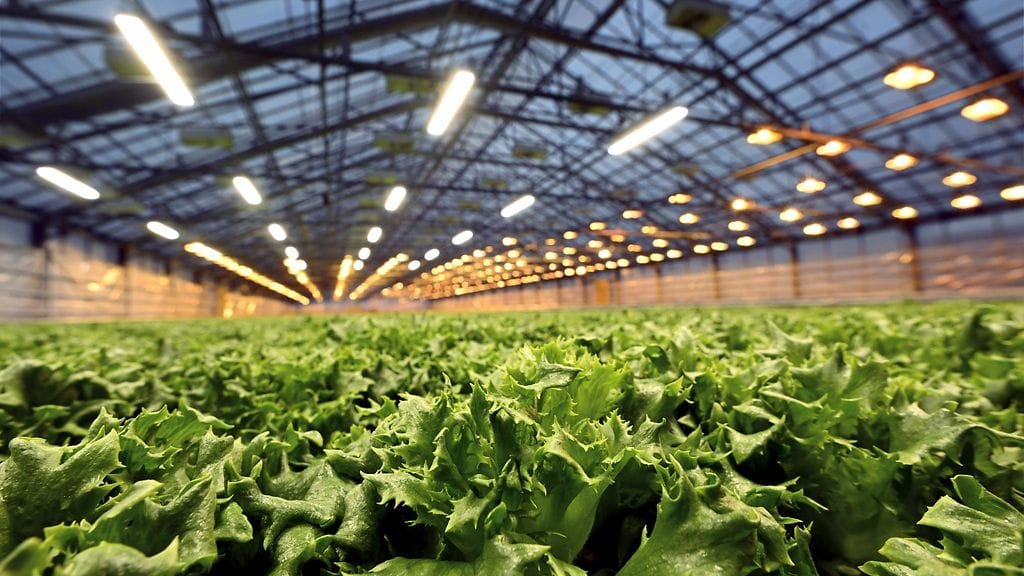 Lk2809 salaatti, maatalous