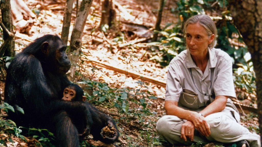 Jane Goodall tutki kädellisten elämää yli 60 vuotta.