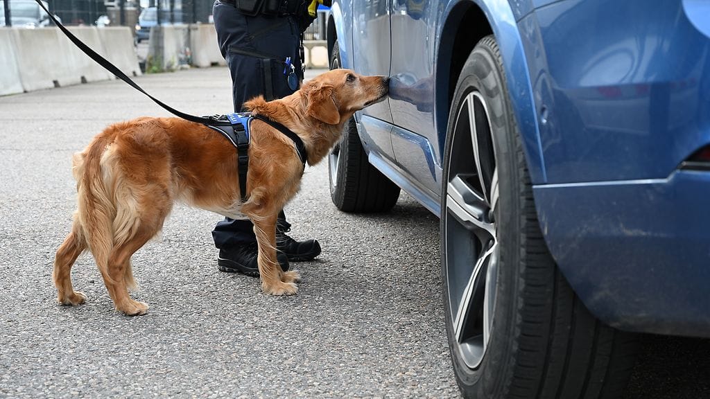 Ruokakoira Aino avusti Tullin tehostetussa valvonnassa tarkan nenänsä kanssa. Kuva: Tulli/Juho Ruohola