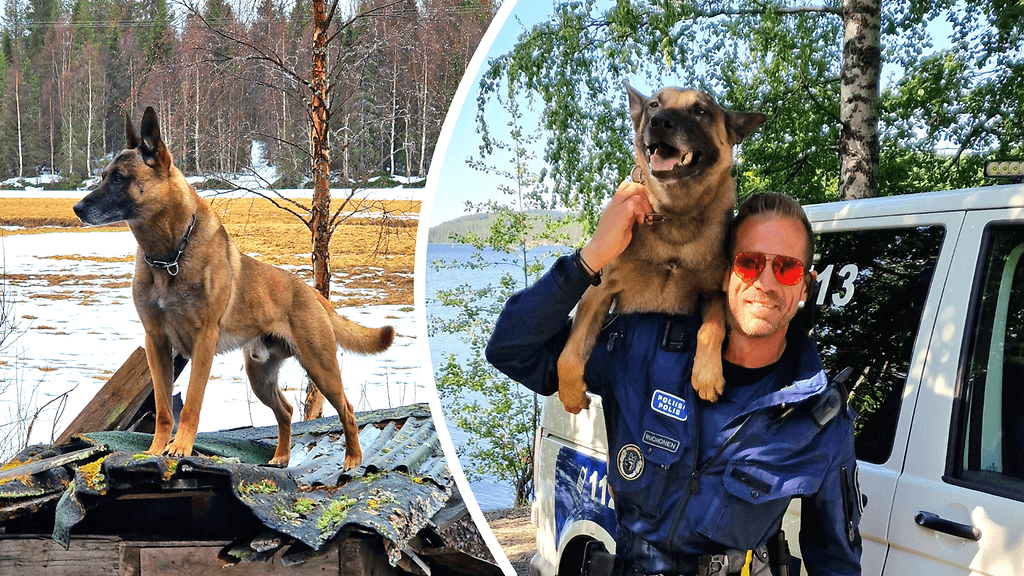 Belgianpaimenkoira malinois Hero pelasti koko poliisipartion hengen.