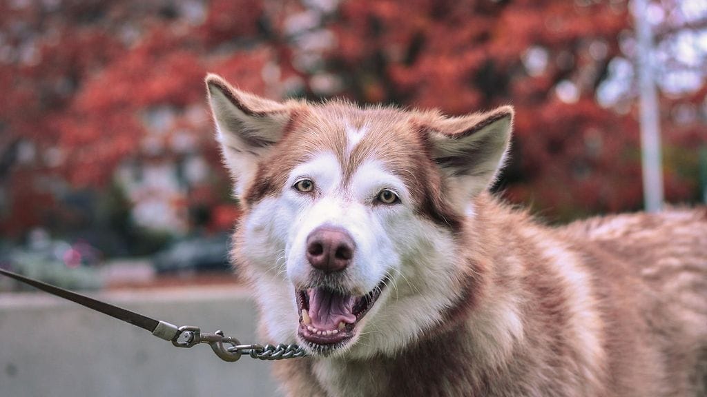 Koiranomistajan kanssa on hyvä keskustella, jos haluaa lähestyä koiraa.