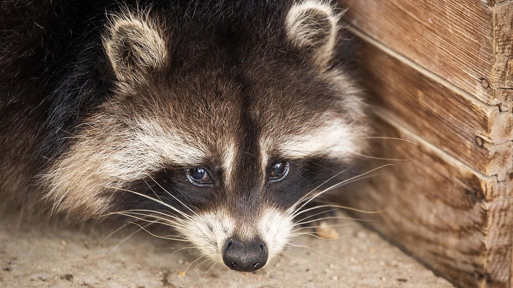 Tutkijat havaitsivat, että ihmisasutuksen lähettyvillä pesukarhujen kuonojen mitta oli lyhentynyt.