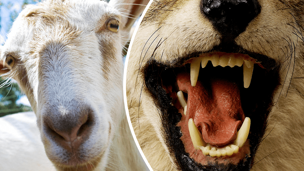 Chupacabran kerrotaan juovan verta vuohista ja karjasta, mistä sen nimikin on johdettu.