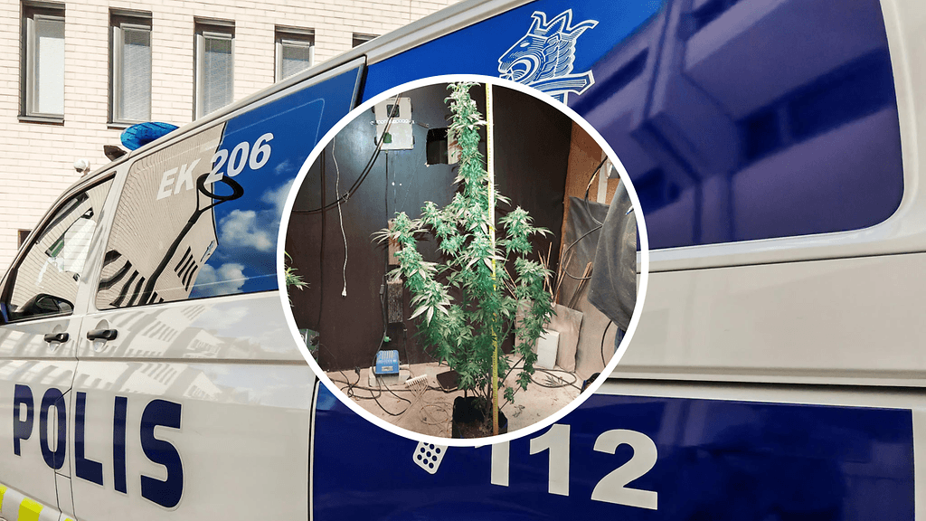 Muun muassa tällainen kannabiskasvi löytyi yhdestä kasvattamosta.