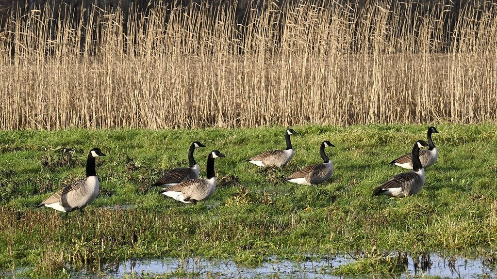 LK 1.12.2025 Kanadanhanhia pelloalla Viikissä aurinkoisessa säässä Helsingissä 14. marraskuuta 2025.