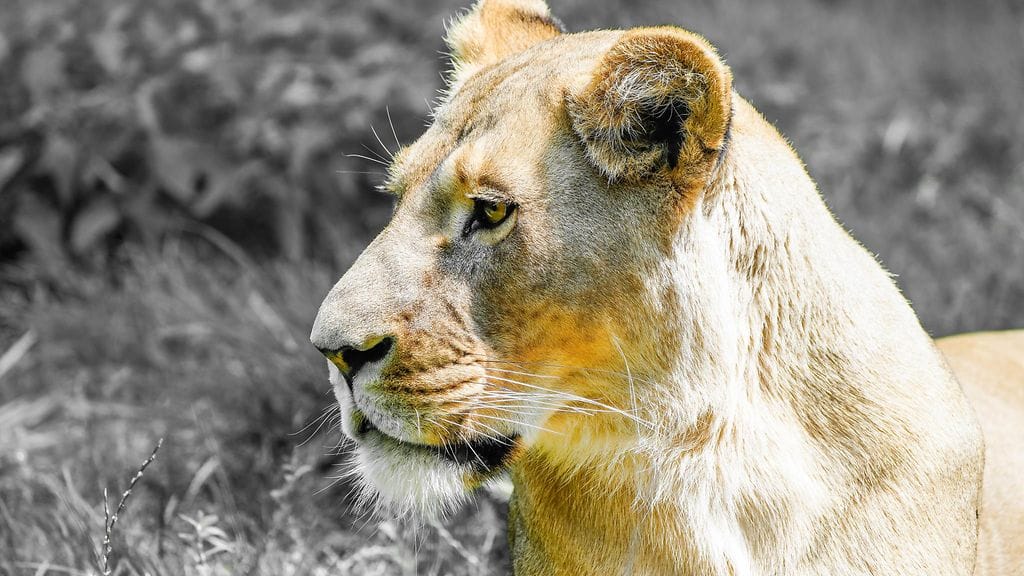 Kuvituskuvan naarasleijona ei liity uutiseen.