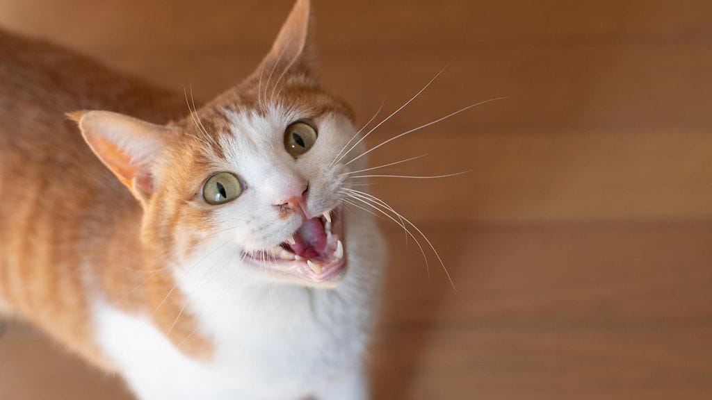 Joutuuko kissa käyttämään enemmän ääntä saadakseen miehen huomion? Kuvituskuva.