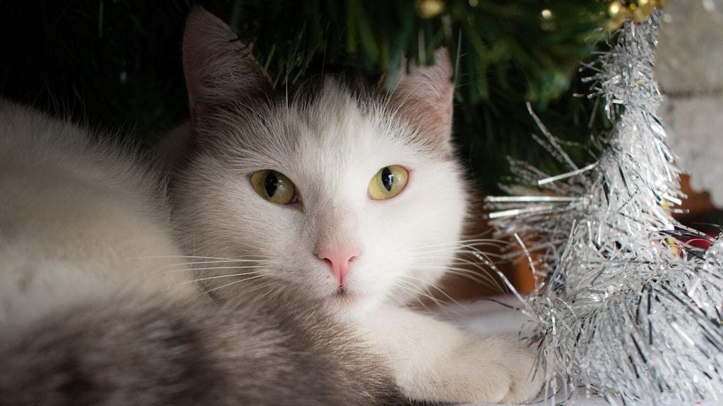 Kissa ja joulukoriste.