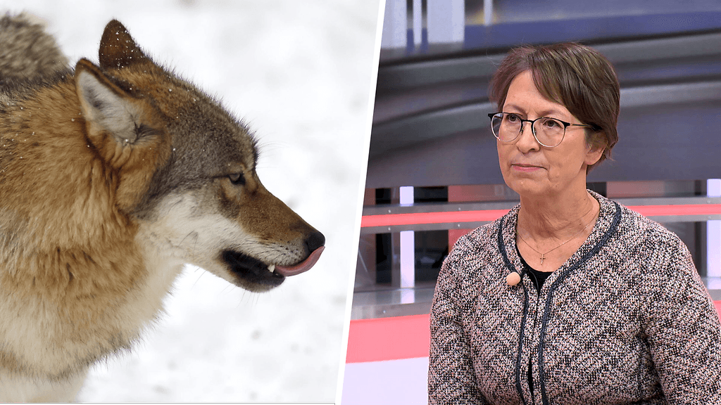 Ministeri Sari Essayah arvioi, että kiintiöiden nopea täyttyminen johtuu lisääntyneestä susien määrästä.