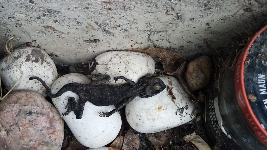 Kuva: Heini Ryhäsen kotialbumi.