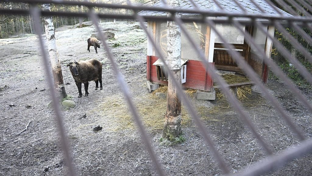 Takini Ähtärin eläinpuistossa 18. lokakuuta 2025. Eläinpuisto ja samassa yhteydessä sijaitseva Hotelli Mesikämmen Oy on asetettu konkurssiin. Eläinpuisto on jo pitkään kärsinyt talousvaikeuksista.