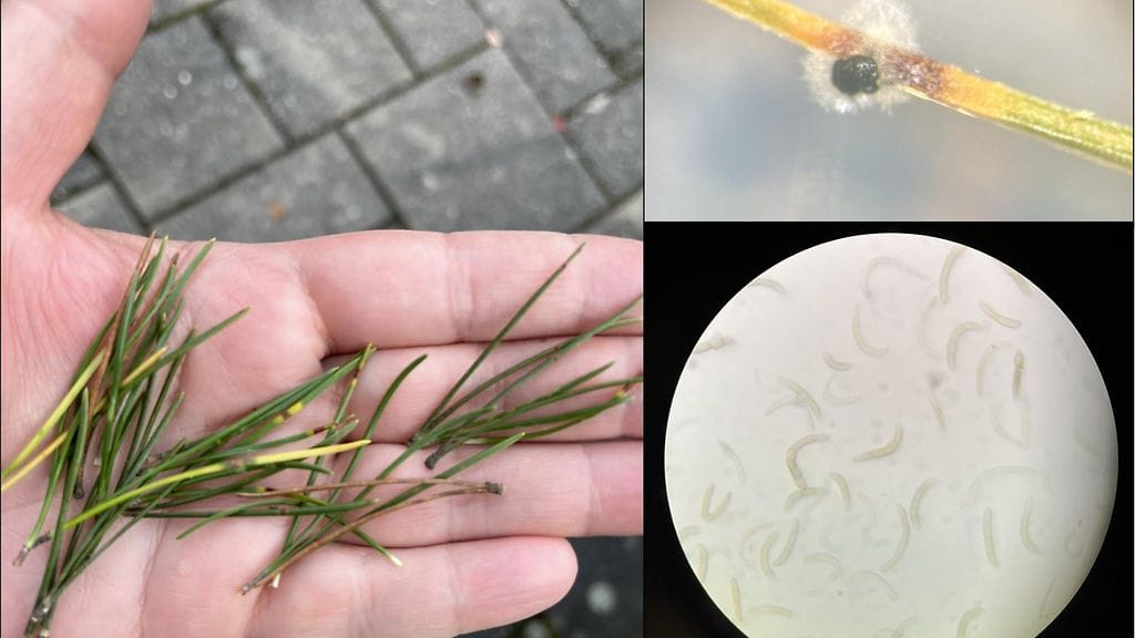 Oireisia neulasia kerättiin vuorimännystä lokakuussa 2025. Oikealla: Mustaa sienirihmastoa kasvoi ruskeiden laikkujen kohdalta. Rihmastosta mikroskopoitiin Lecanosticta acicola -sienen tuottamia itiöitä.