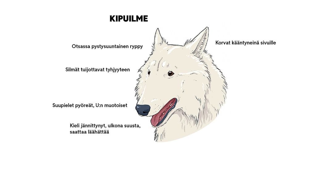 Koiran kipuilme