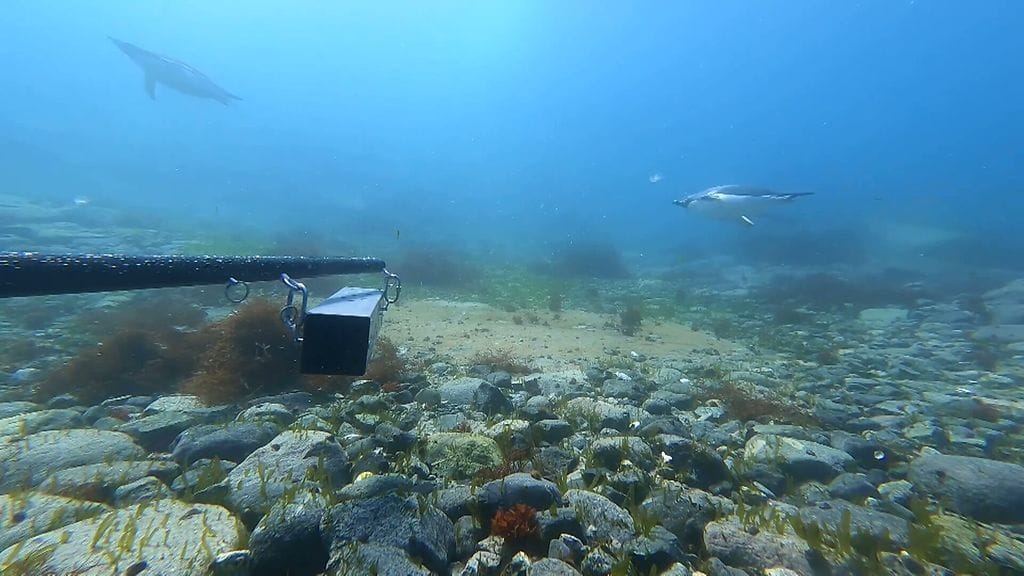 Etelämanner, merenpohja