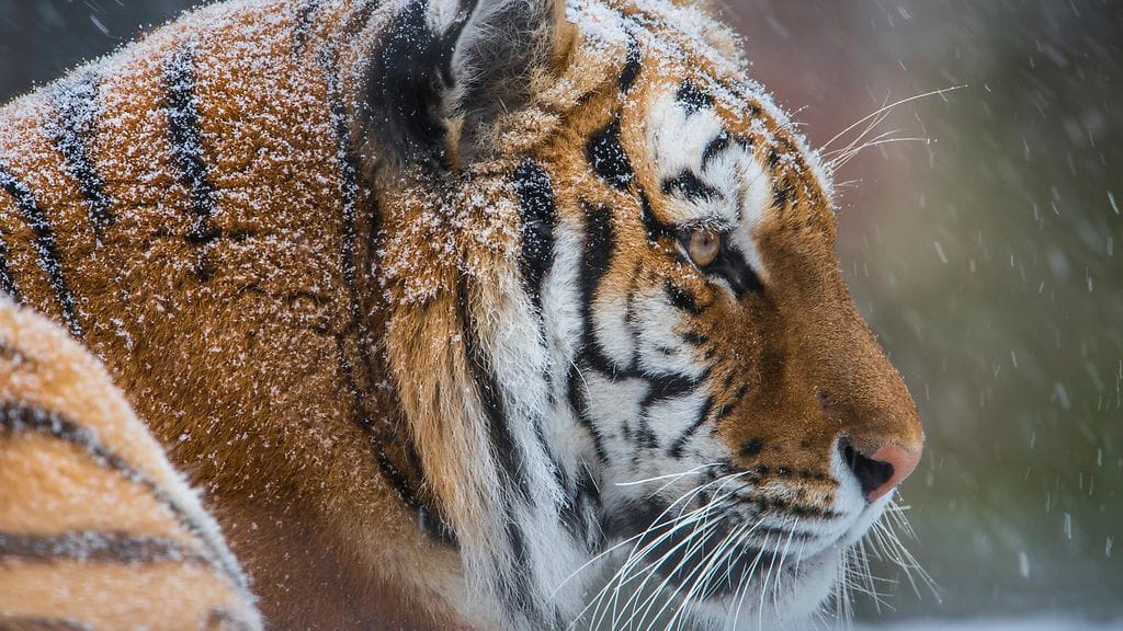 Viranomaiset etsivät metsästäjän tappanutta siperiantiikeriä. Kuvituskuva.