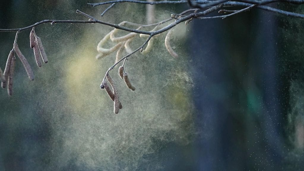 Herkimmät ihmiset reagoivat siitepölyyn jo hyvin varhain keväällä.