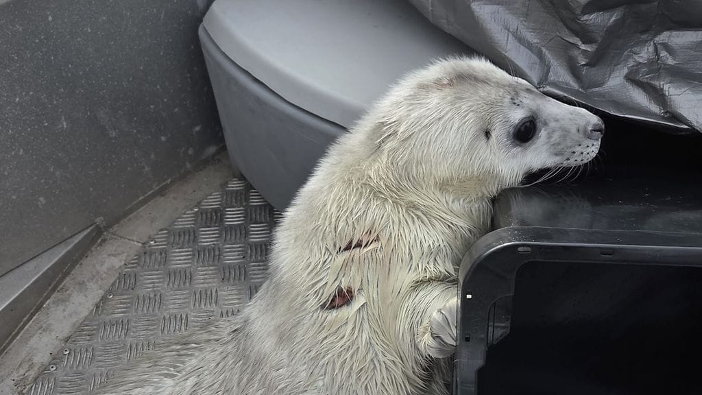 Merivartioston pelastama kuutti on parhaillaan Korkeasaaressa saamassa hoitoa.