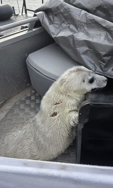 MERIVARTIOSTO KUUTTI