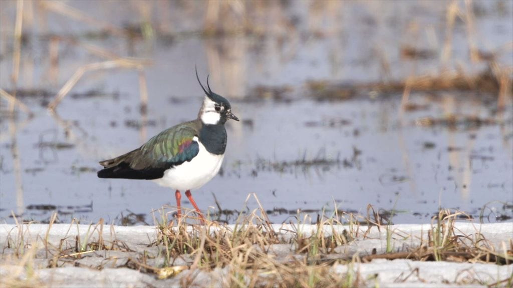 Töyhtöhyyppä, linnut