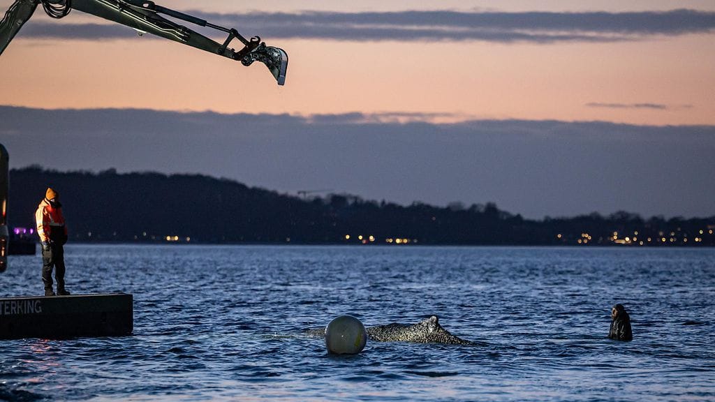 Rantaveteen jumittuneelle valaalle kaivettiin kanavaa Timmendorfer Strandissa, Saksassa, 26. maaliskuuta 2026.