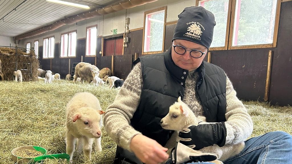 Lammastila, paimen Jarmo Latvanen