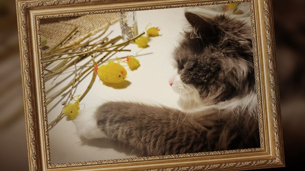 0204 Kissa lilja myrkytys 2