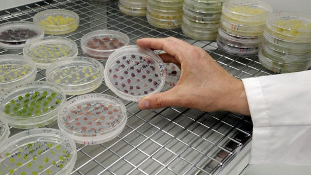 Kuvassa suomalaisista marjoista tuotettuja kantasoluviljelmiä, joita kosmetiikkateollisuuskin voi hyödyntää.